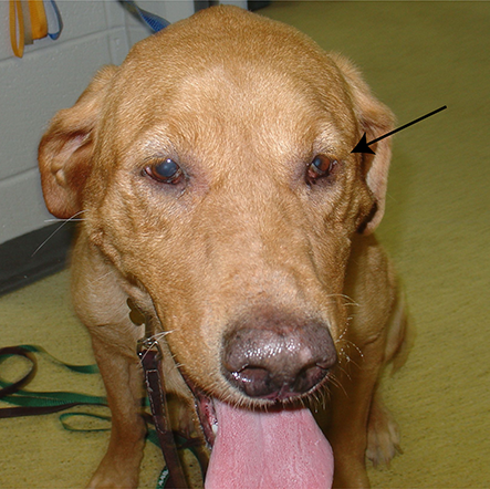 Horner S Syndrome In Dogs Vca Animal Hospital