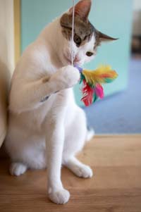 Do Cats See Color? | VCA Animal Hospital