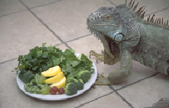 Iguana Food Chart