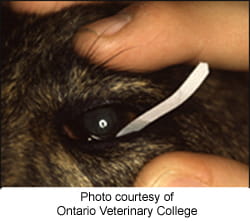 Keratoconjunctivitis Sicca (KCS) or Dry Eye in Dogs | VCA Animal Hospital