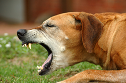 Kennel Cough Or Tracheobronchitis In Dogs | VCA Animal Hospital