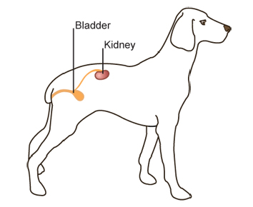 Kidney Disease - Testing | VCA Animal Hospital