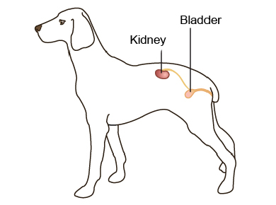 Early Stage Testing for Kidney Disease in Dogs | VCA Animal Hospital