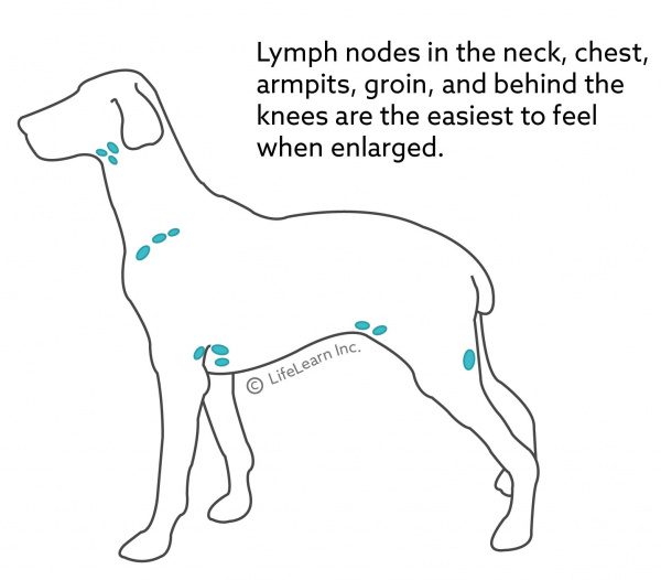 Dog Lymph Node Location Chart