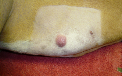 Mast Cell Tumors in Dogs | VCA Animal Hospital