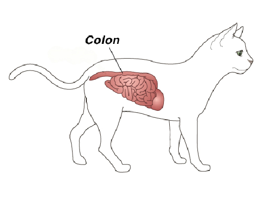 How Long Can A Cat Live With Megacolon CatWalls
