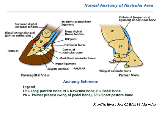 Navicular Syndrome in Horses | VCA Animal Hospital