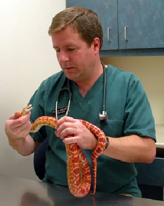 Veterinary Care New Reptile Visit