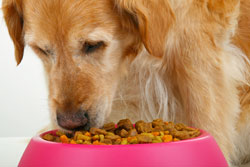 Nutrition - General Feeding Guidelines for Dogs | VCA Animal Hospital