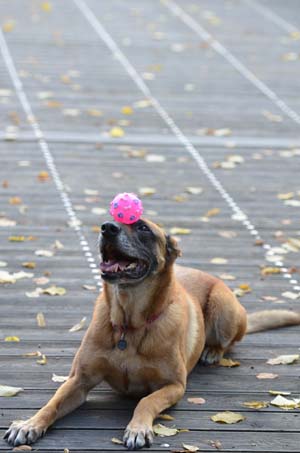 Can Old Dogs Learn New Tricks? | VCA Animal Hospital