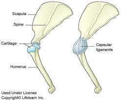 Osteochondritis Dissecans or OCD in Dogs | VCA Animal Hospital