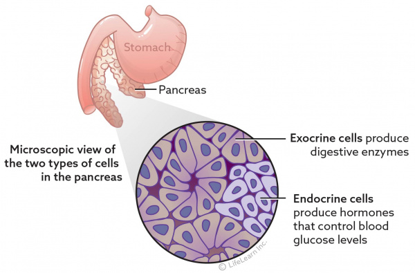 Pancreatic Tumors | VCA Animal Hospital