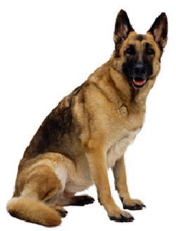 Pannus in Dogs | VCA Animal Hospital