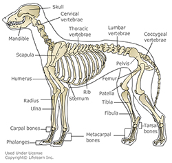 Panosteitis in Dogs | VCA Animal Hospital