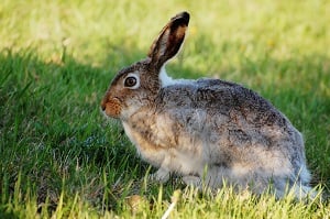 Rabbit Syphilis or Treponematosis | VCA Animal Hospital