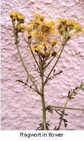 is ragwort poisonous to dogs