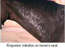 ringworm-1