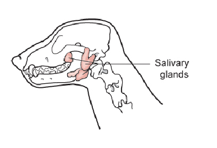 Salivary Tumors | VCA Animal Hospital