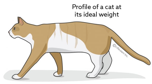 Overweight Cat Chart