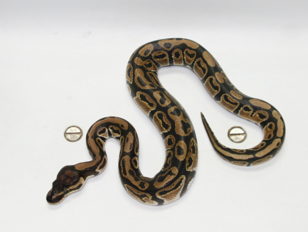 Snakes - Constrictor | VCA Animal Hospital