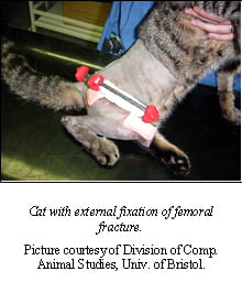 Surgical Pins and Plates in Cats | VCA Animal Hospital