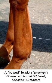 Tendon Injuries In Horses | VCA Animal Hospital