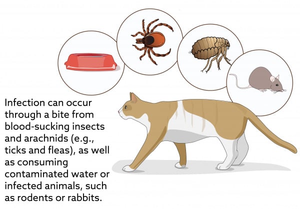 Tularemia in Cats | VCA Animal Hospital