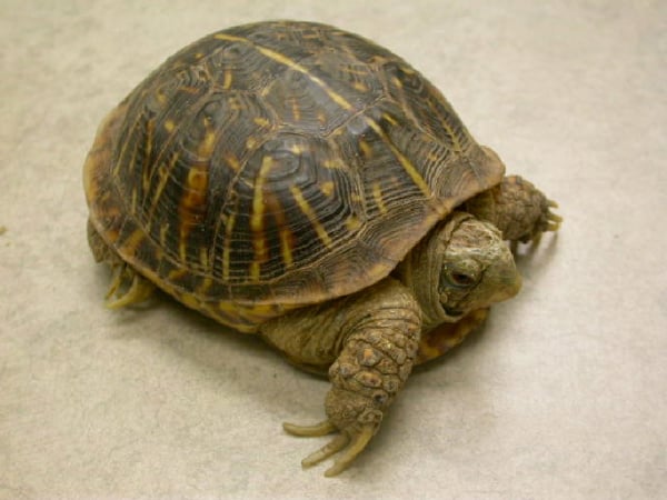 what-do-box-turtles-eat-pets-vs-wild-box-turtles-reptile-advisor