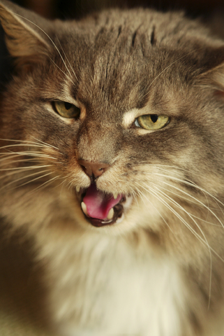 Cat Behavior Problems - Vocalization | VCA Animal Hospital