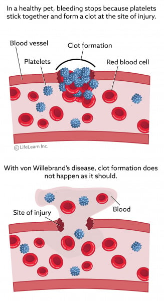 Von Willebrand's Disease in Cats | VCA Animal Hospital