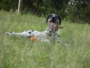 Why Do Dogs Eat Grass Vca Animal Hospital