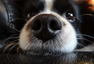 [Pilt: why-dogs-have-wet-noses.ashx?la=en&hash=...7B612F4606]