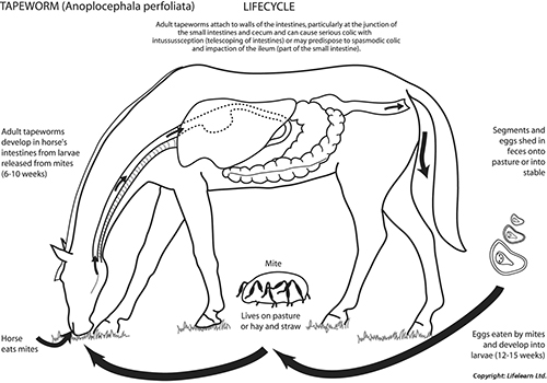 Deworming In Horses 