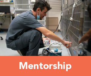 Staff working in kennel