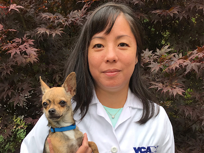 Dr. Chow | VCA Abbott Animal Hospital