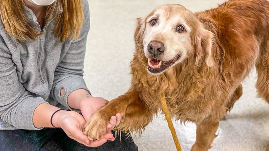 Adult and Senior Wellness