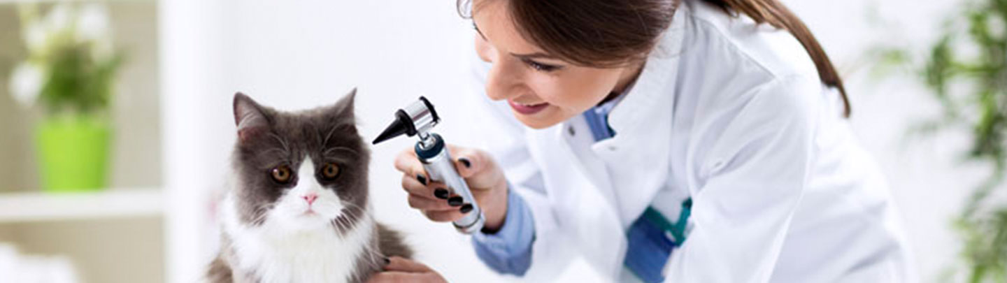 VCA Alameda East Veterinary Hospital | Veterinary Referral ...