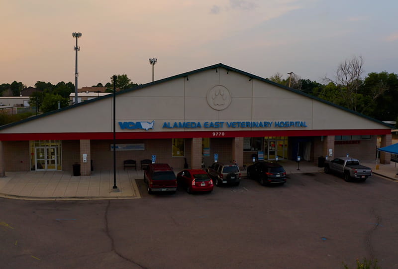 Specialty Veterinarians in Denver, CO VCA Alameda East Veterinary