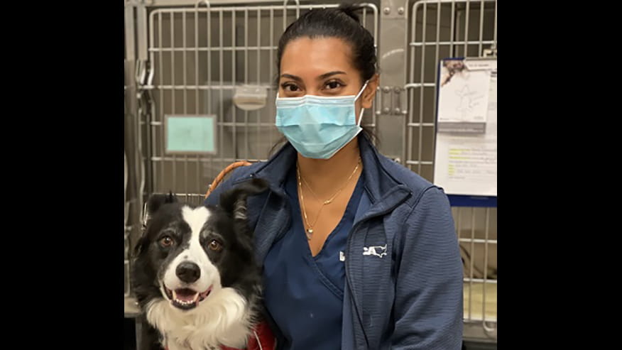 All About Pets Wellness Exams