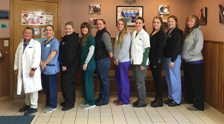 mini foxie x chihuahua