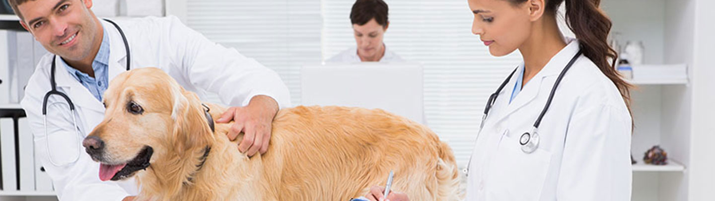 veterinarians and dog