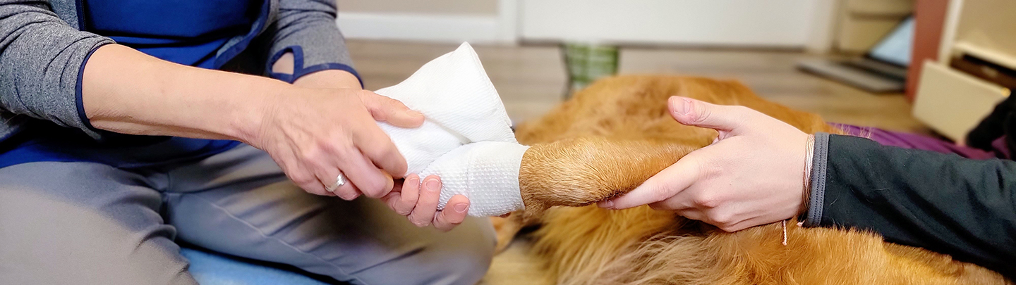 Veterinarian Putting Bandage on Dog's Leg