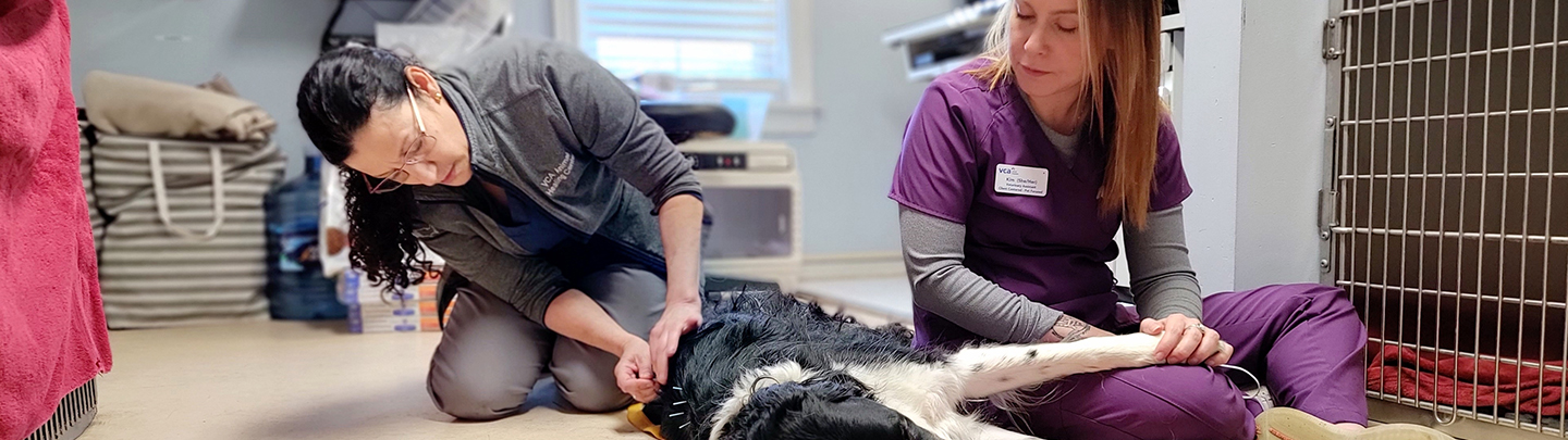 Dog Getting Acupuncture at VCA Animal Healing Center