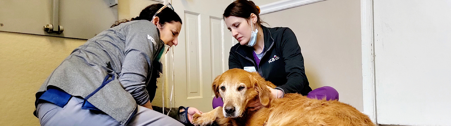 Dog Getting Paw Bandaged at VCA Animal Healing Center
