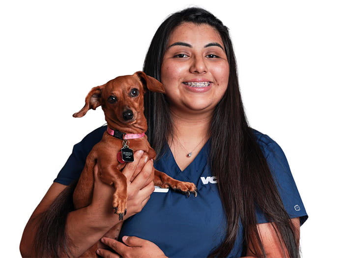 Vca Animal Medical Center Of Pasadena Staff Page