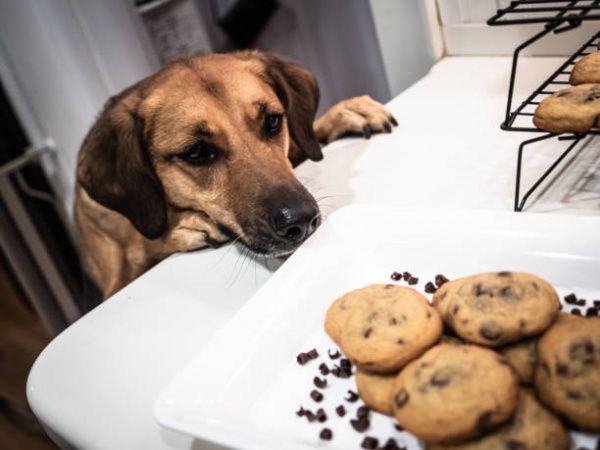 what to do if my dog eats chocolate chip cookies