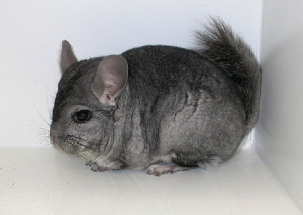 do chinchillas get sick easily