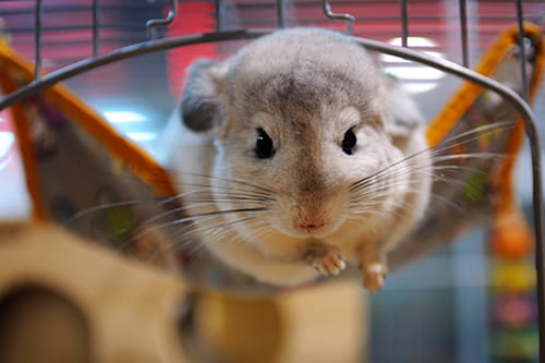 do chinchillas sleep all day