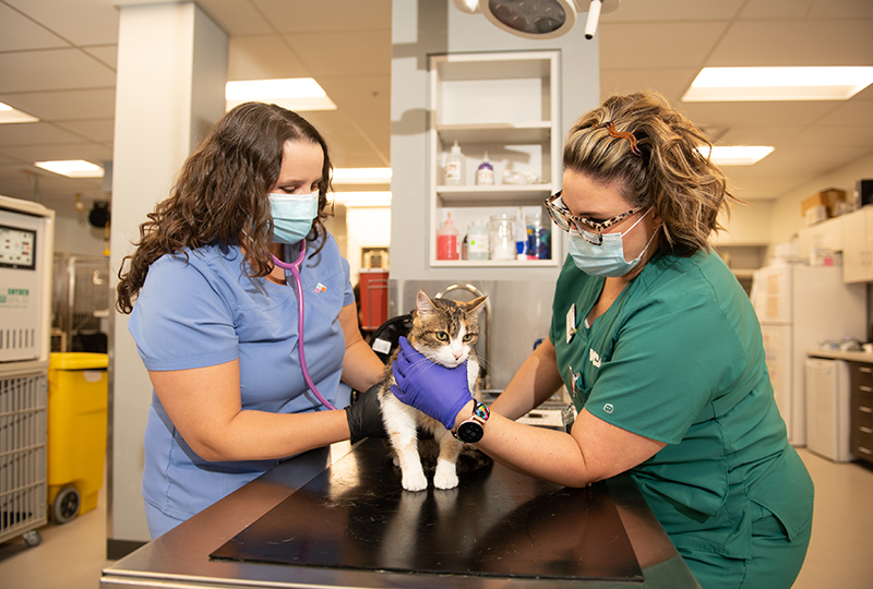Veterinarian Support Staff With Cat at VCA Animal Referral and Emergency Center of Arizona
