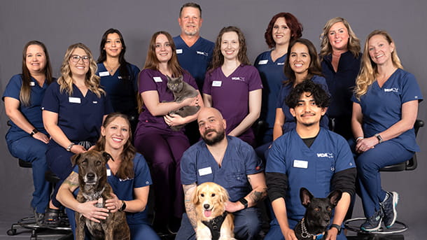 VCA ARECA Surgery Department